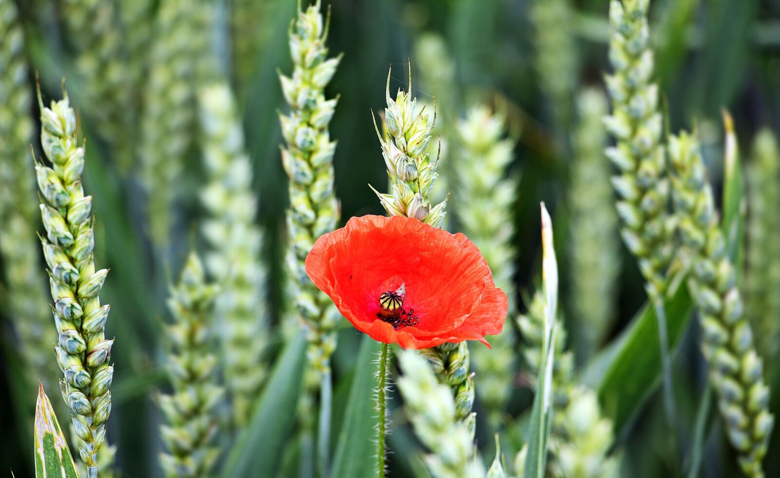 Canon EOS 550D (EOS Rebel T2i / EOS Kiss X4) sample photo. Cornfield, poppy, flower photography