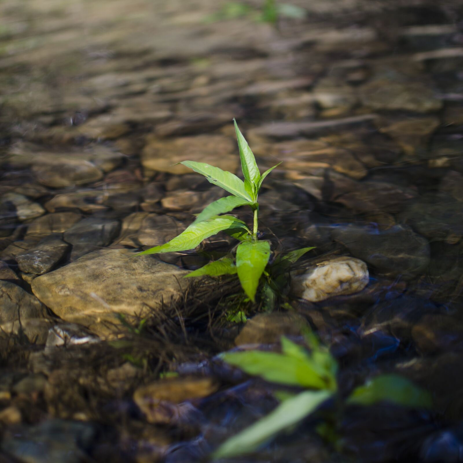 Nikon D5100 sample photo. Small plant, leaf, river photography