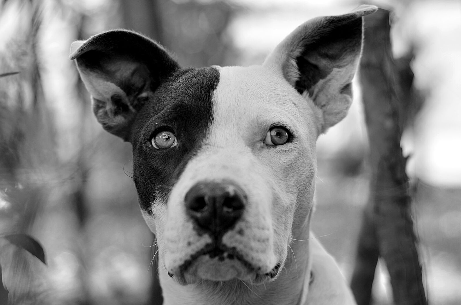Nikon D5100 sample photo. Dog, pets, snout photography