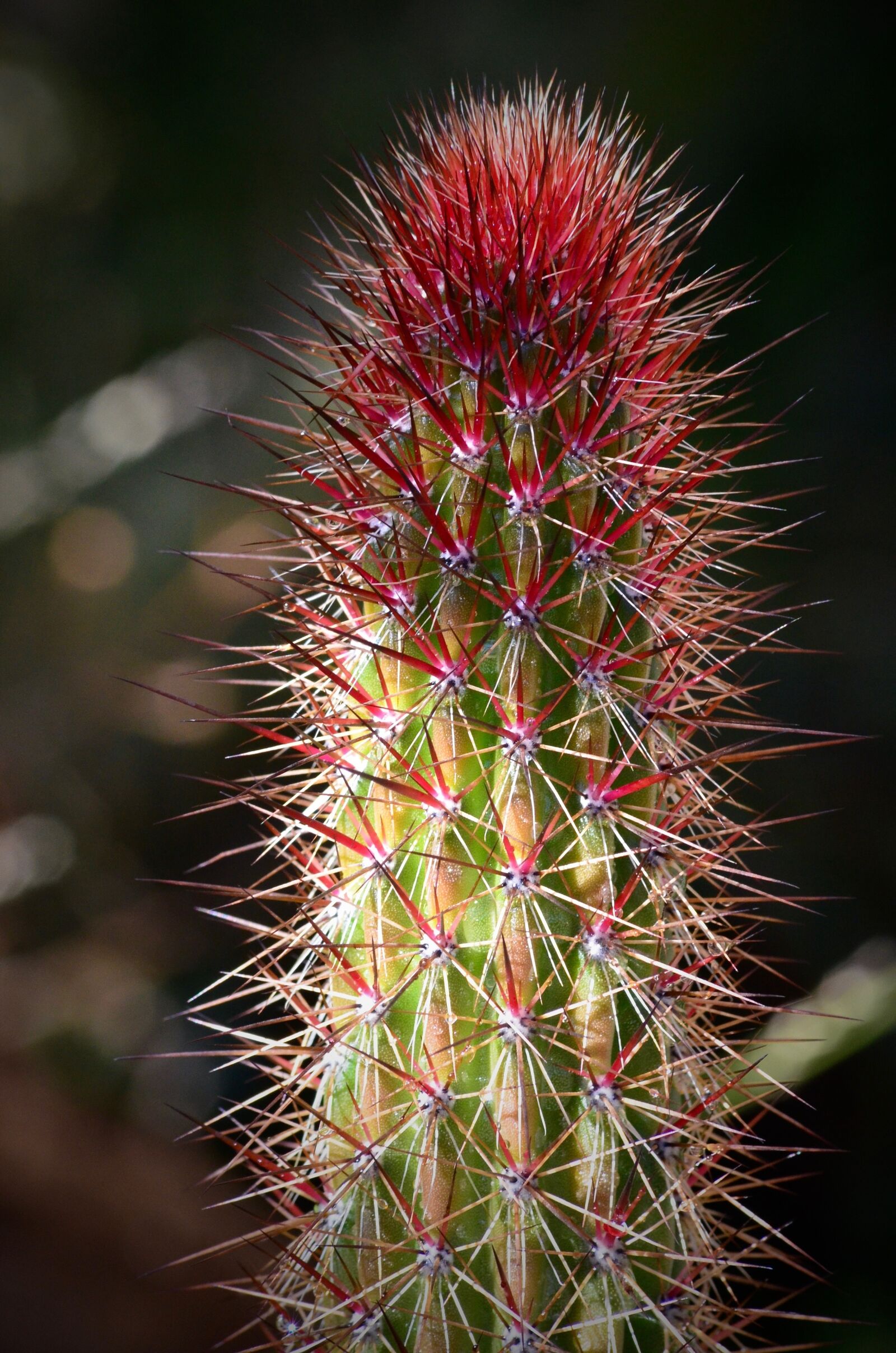 Nikon D7000 sample photo. Cactus, green, nature photography