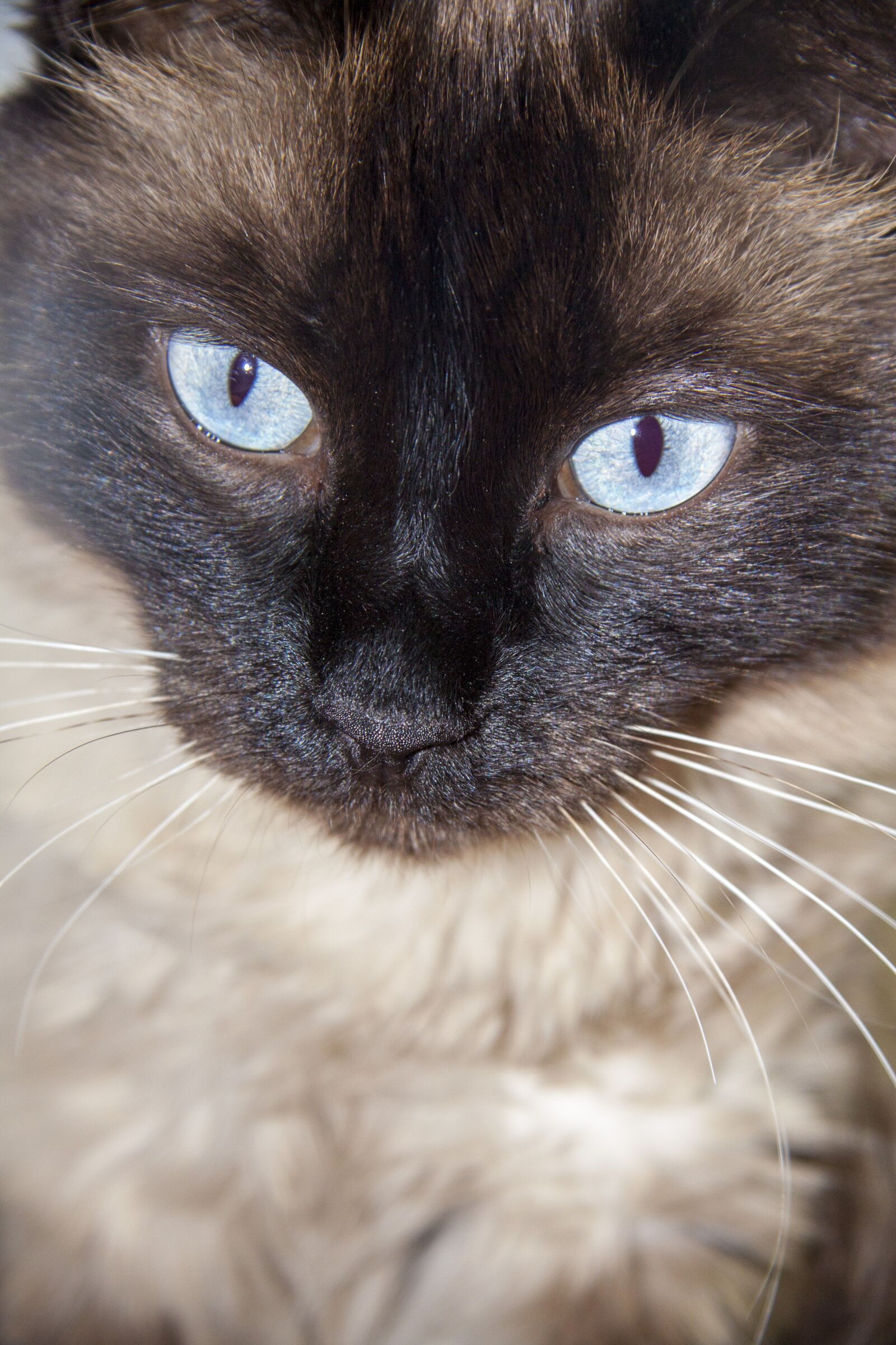 Canon EF-S 17-85mm F4-5.6 IS USM sample photo. Cat, feline, animal photography
