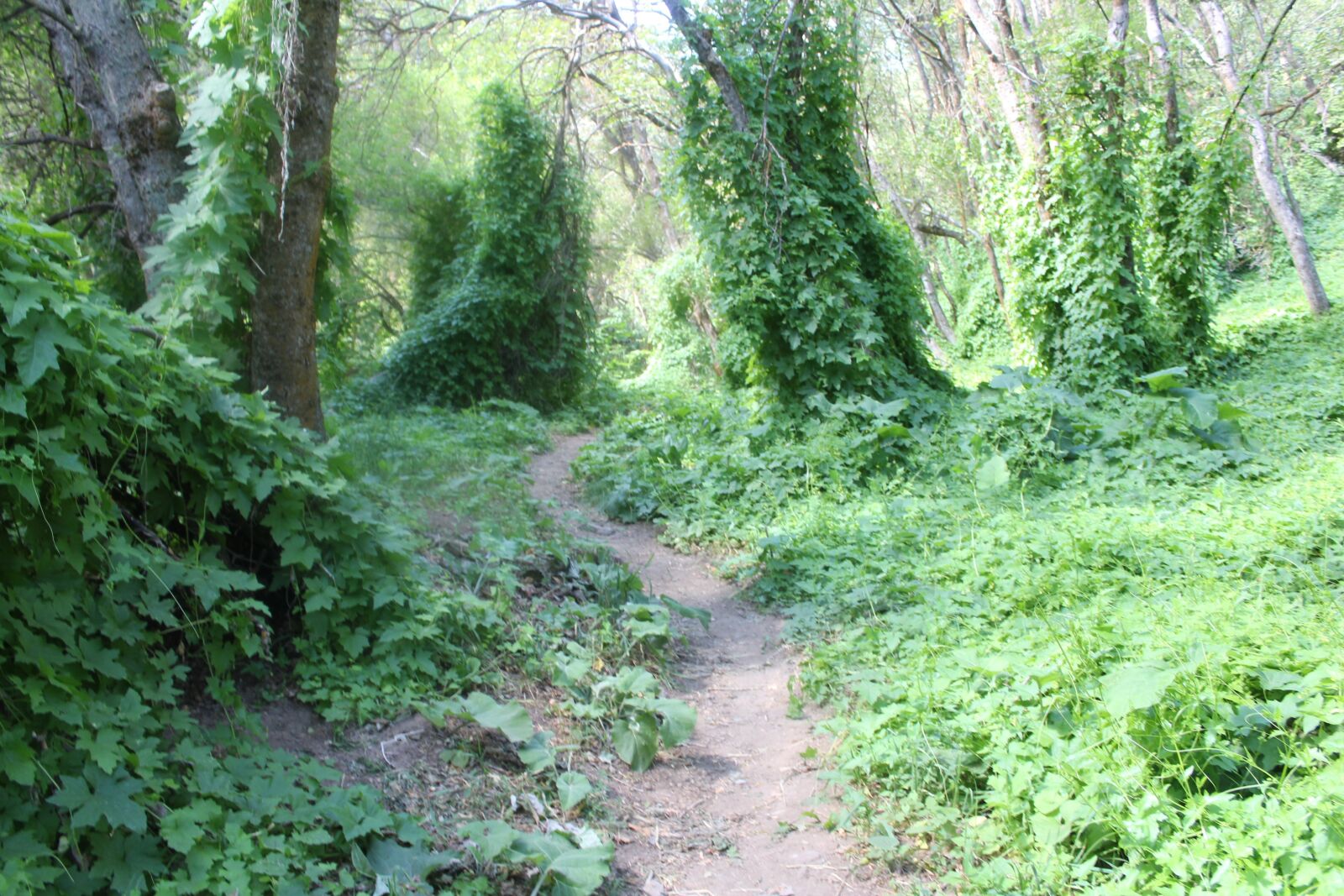 Canon EOS 1300D (EOS Rebel T6 / EOS Kiss X80) sample photo. Bike trail, mountain trail photography
