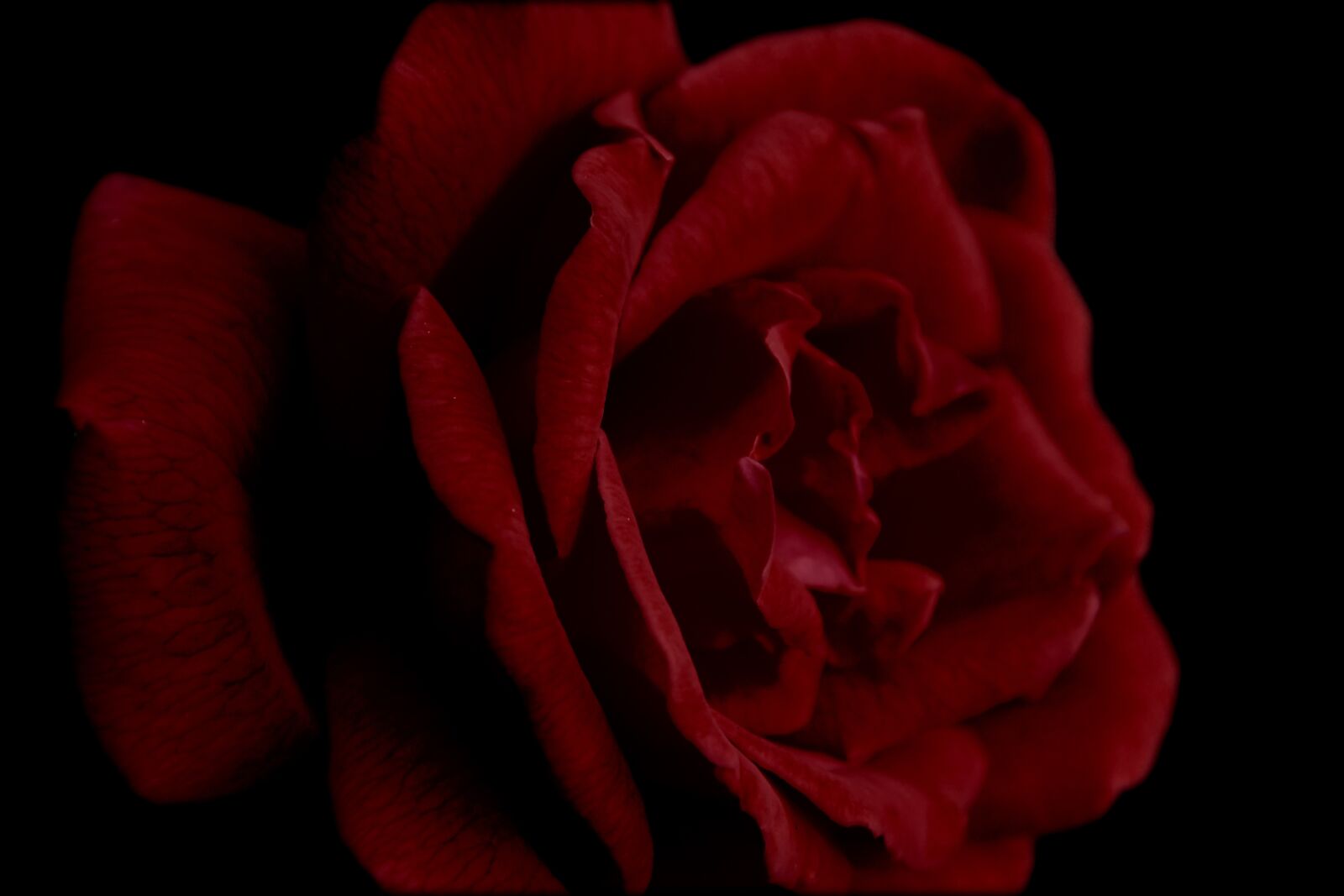 Nikon D7500 sample photo. Rose, red, petal photography