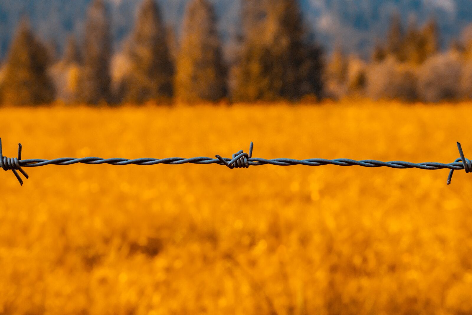 Sony a6000 sample photo. Barbed wire, wire, sting photography