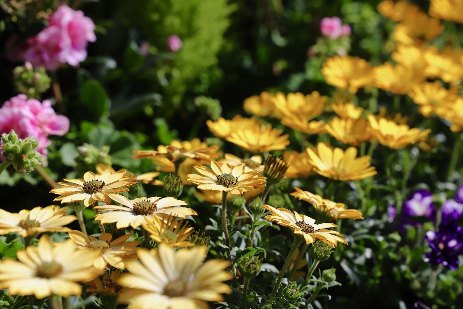 Canon EOS 6D Mark II sample photo. Flower, plant, nature photography