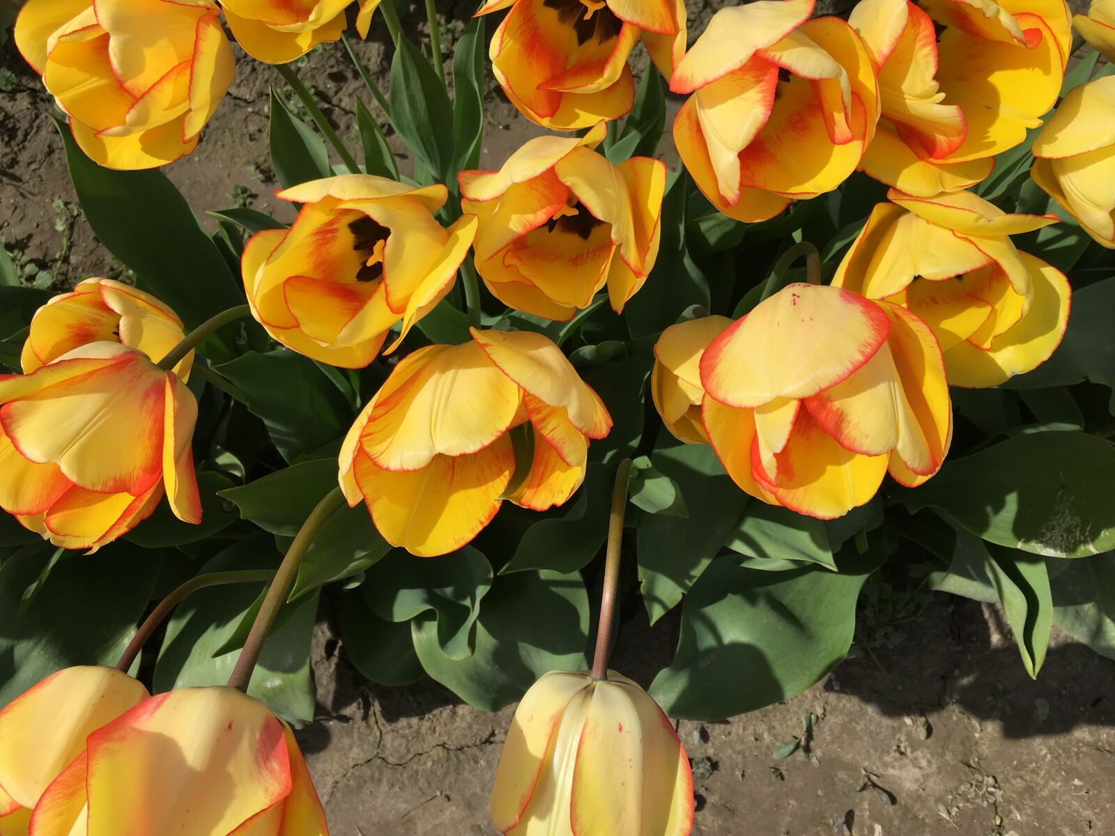 Apple iPhone 6s sample photo. Yellow, tulips, tulip town photography