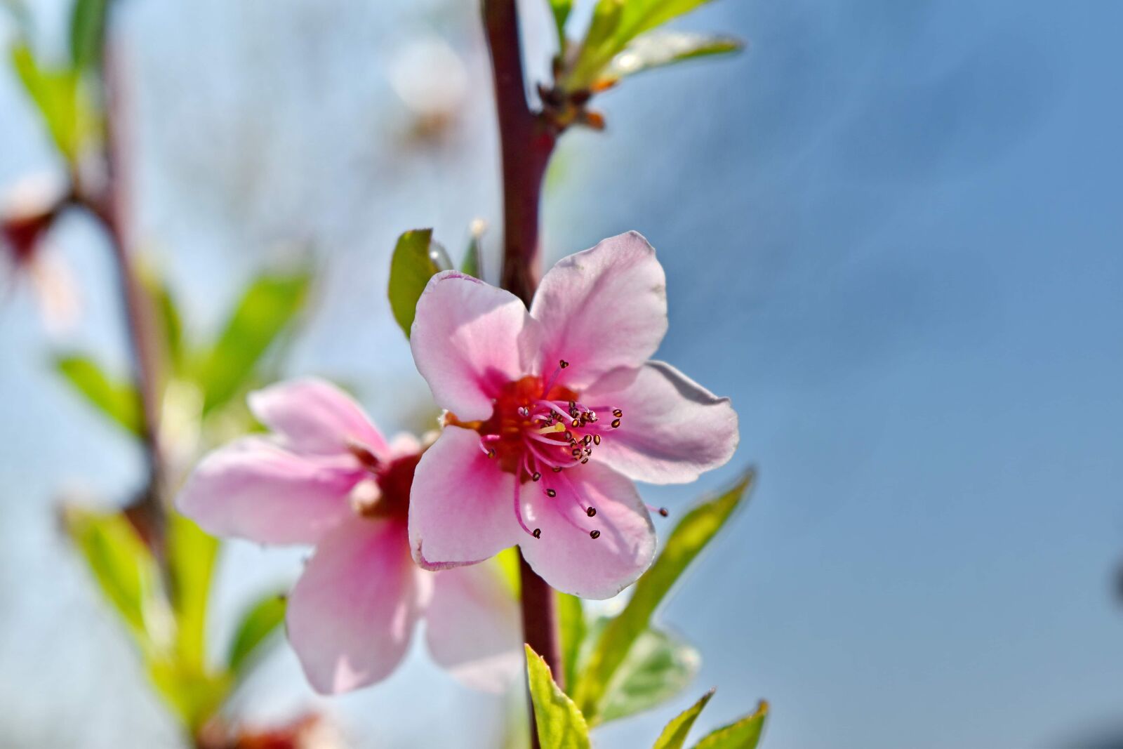 Nikon D5500 sample photo. Flower bud, pinkish, shrub photography