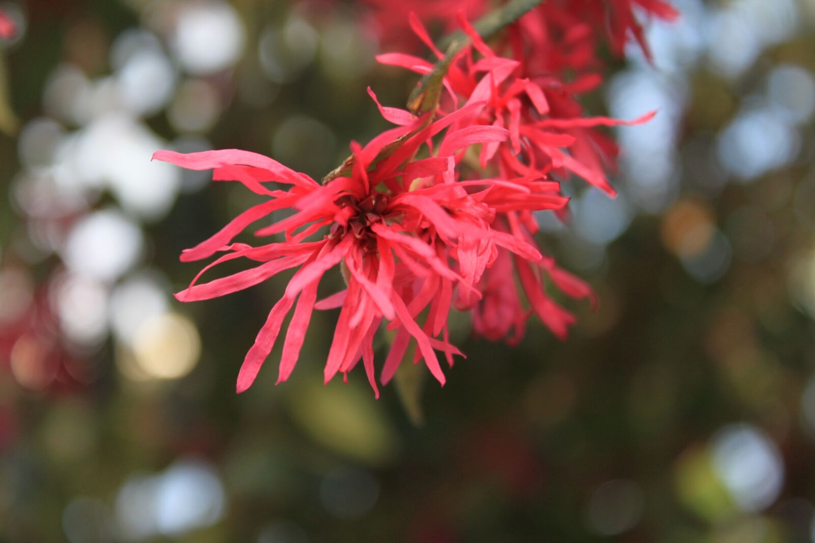 Canon EOS 500D (EOS Rebel T1i / EOS Kiss X3) sample photo. Flowers, cactus, plants photography