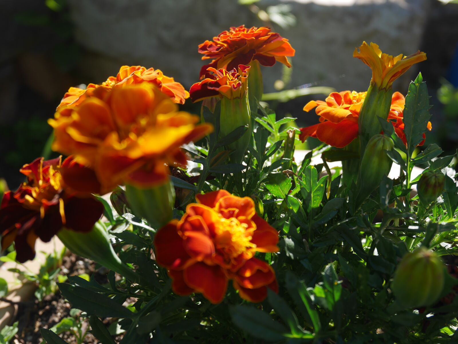 Panasonic Lumix DMC-GF7 sample photo. Flower, orange, floral photography