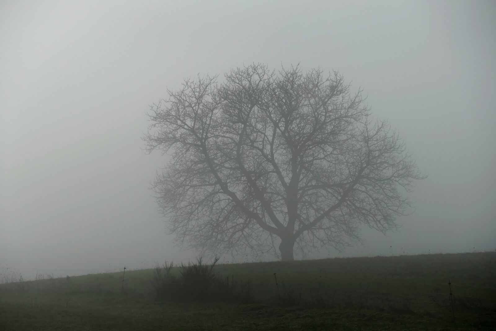 Panasonic Lumix DMC-FZ1000 sample photo. Fog, tree, nature photography