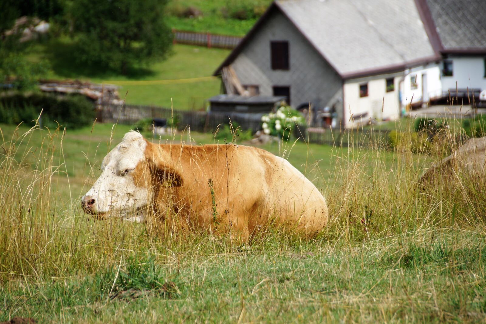 Sony SLT-A58 sample photo. Cow, it lies, grass photography