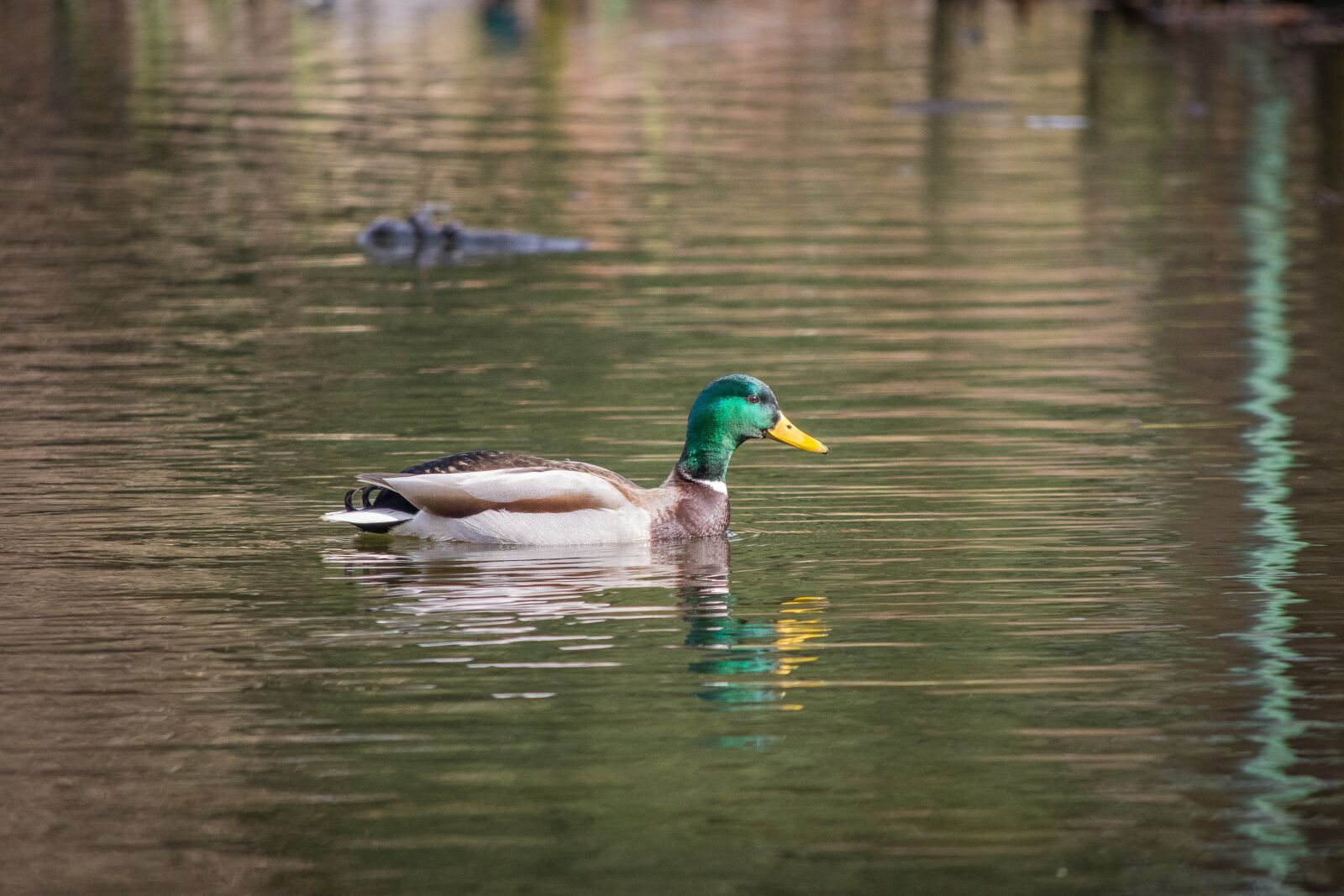 Nikon D7200 sample photo. Pond, lake, ducks photography