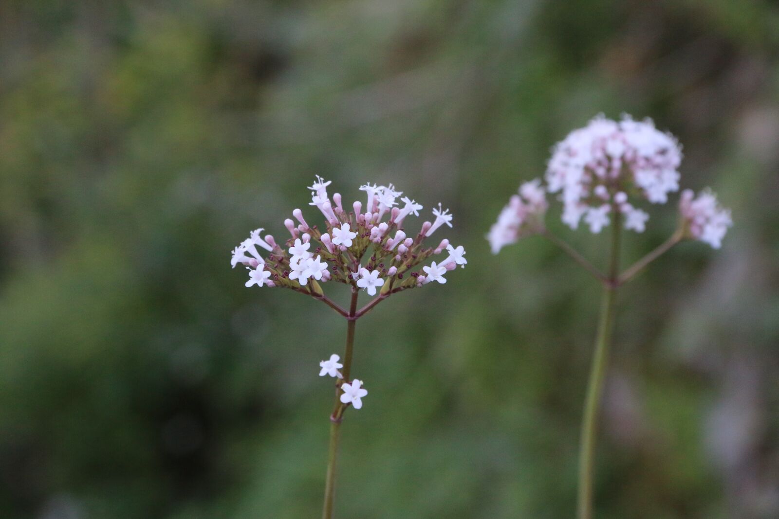 Canon EF-S 18-135mm F3.5-5.6 IS sample photo. Flower, plant, nature photography