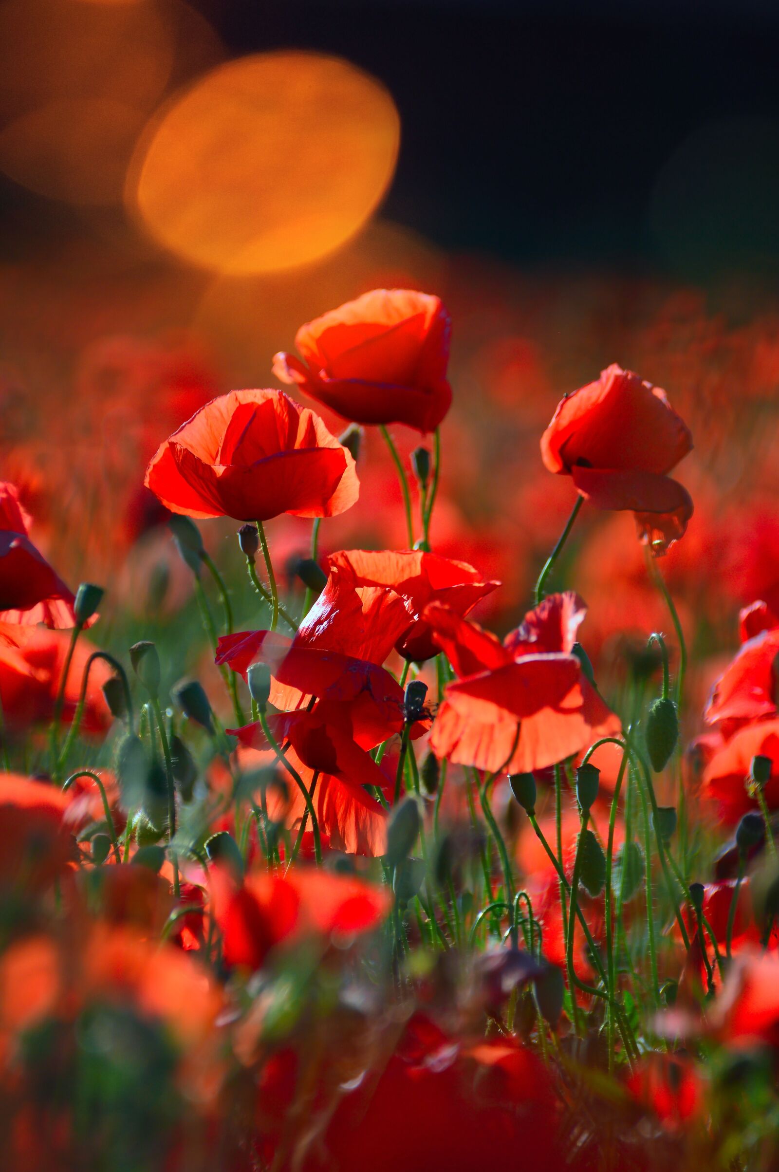 Nikon D3200 sample photo. Red, red poppy, poppy photography