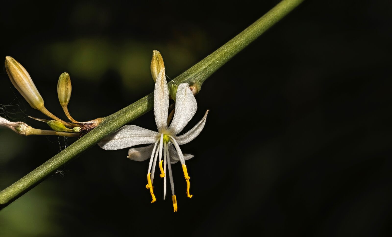 Nikon D750 sample photo. Flower, nature photography