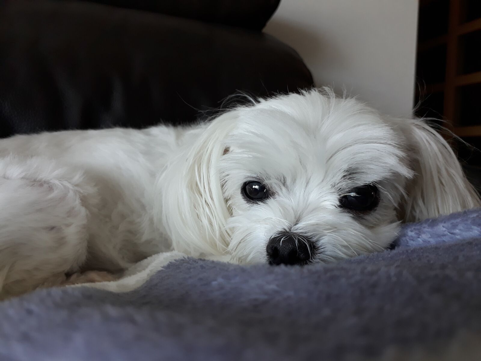 Samsung Galaxy On7(2016) sample photo. Maltese, puppy, dog photography