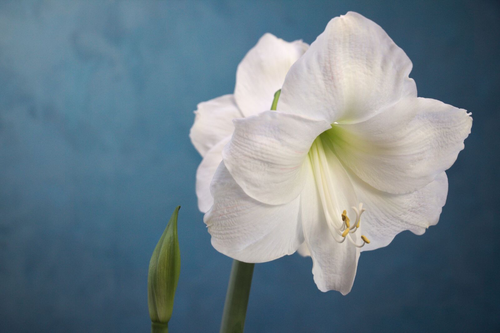 Canon EOS 750D (EOS Rebel T6i / EOS Kiss X8i) sample photo. Amaryllis, white, flower photography