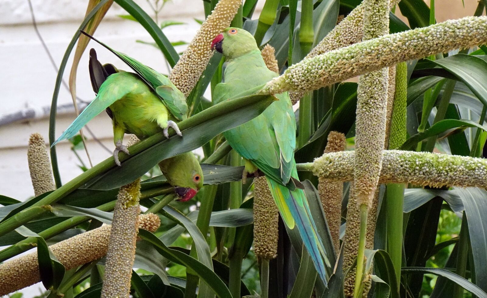 Sony DSC-WX800 sample photo. Bird, parakeet, green photography