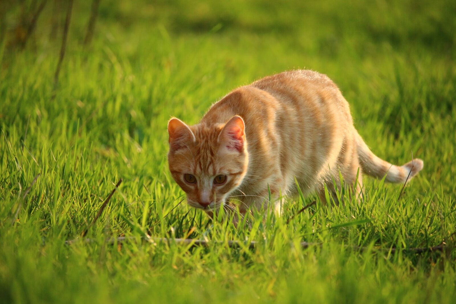 Canon EOS 100D (EOS Rebel SL1 / EOS Kiss X7) sample photo. Cat, kitten, red mackerel photography