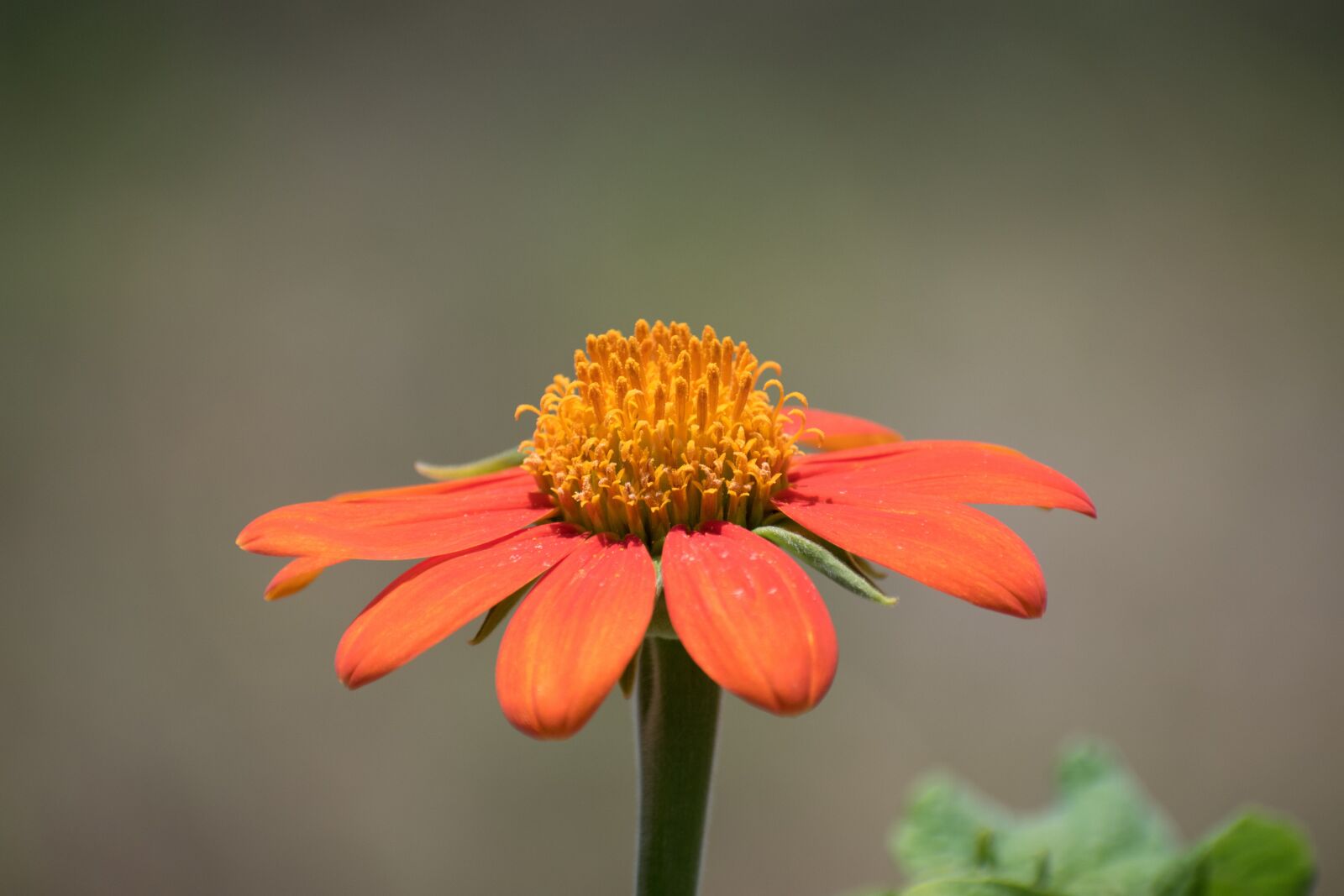 Nikon D5600 sample photo. Flower, macro, blossom photography
