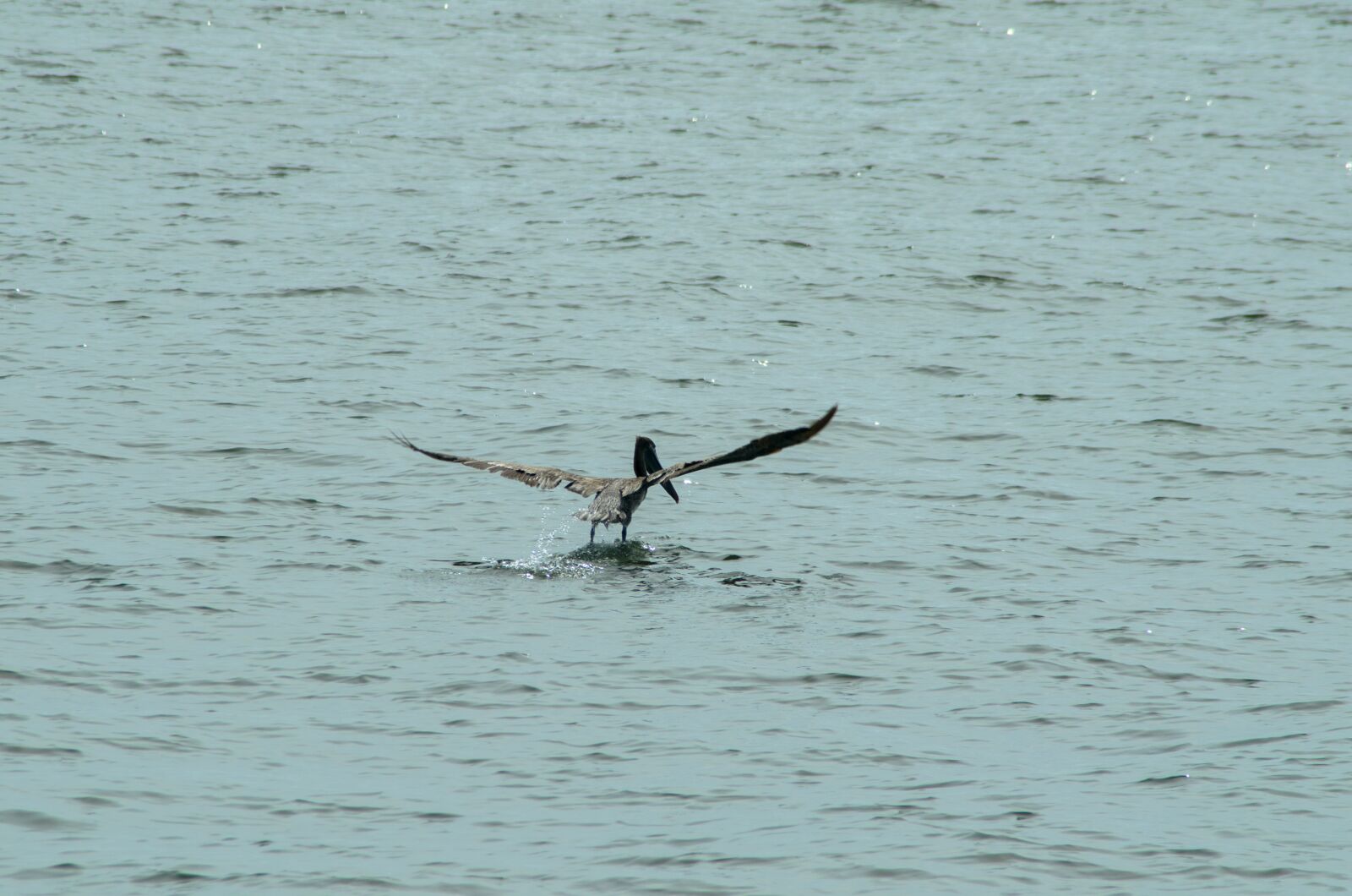 Nikon D7000 sample photo. Pelican, ocean, wildlife photography