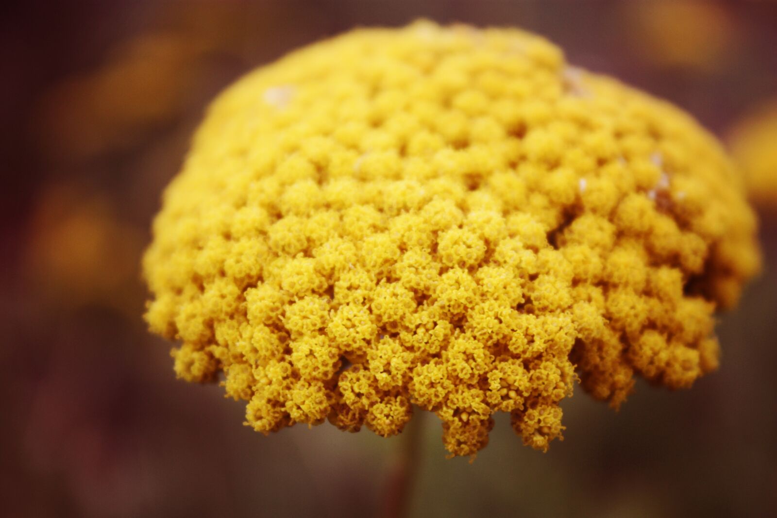 Canon EOS 450D (EOS Rebel XSi / EOS Kiss X2) sample photo. Yellow, mustard, flower photography
