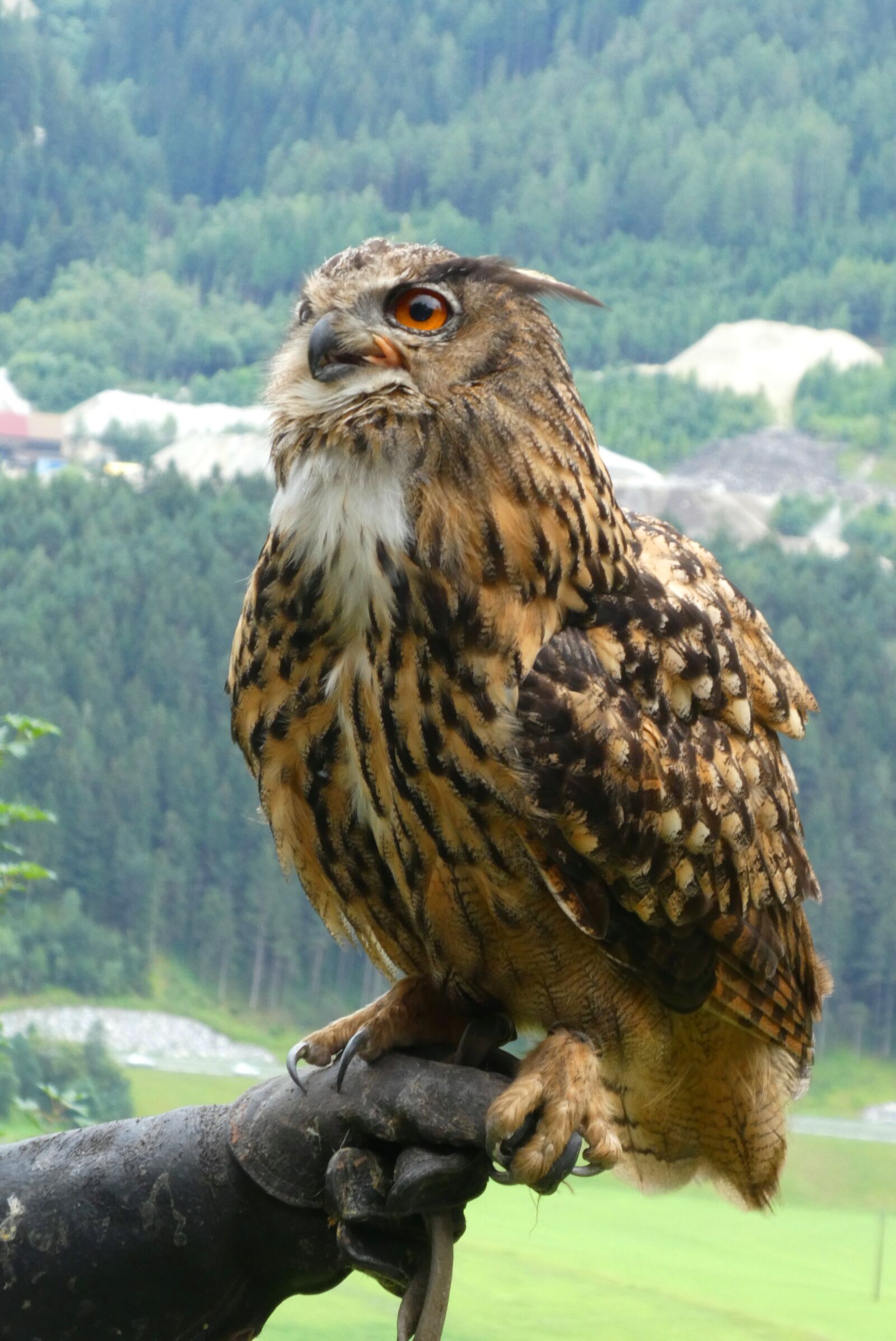 Panasonic Lumix DC-ZS70 (Lumix DC-TZ90) sample photo. Owl, eurasian eagle owl photography