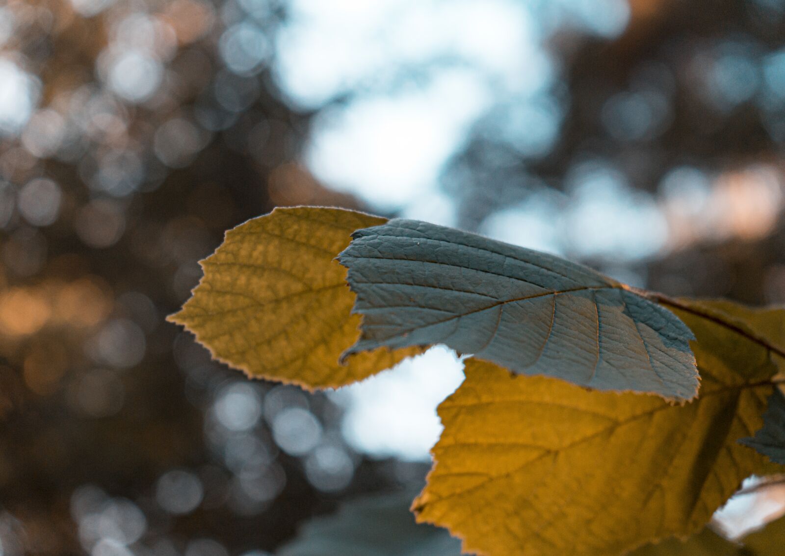 Sony a7 II + Sony FE 28-70mm F3.5-5.6 OSS sample photo. Leaves, green, forest photography