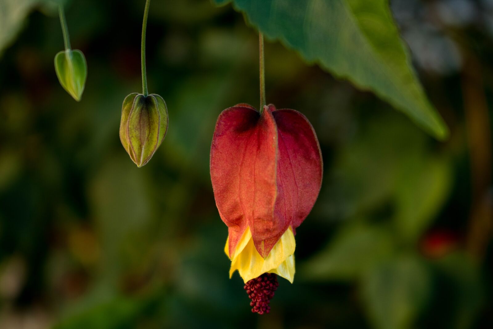 Canon EOS 750D (EOS Rebel T6i / EOS Kiss X8i) sample photo. Comanche, nature, flower photography