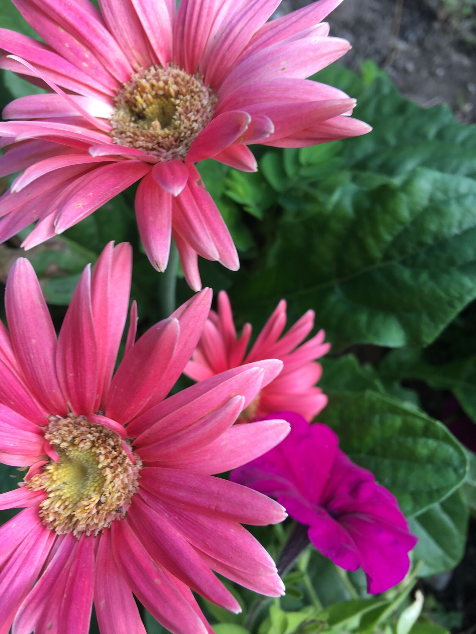 iPhone 6s Plus back camera 4.15mm f/2.2 sample photo. Pink, flowers, spring photography