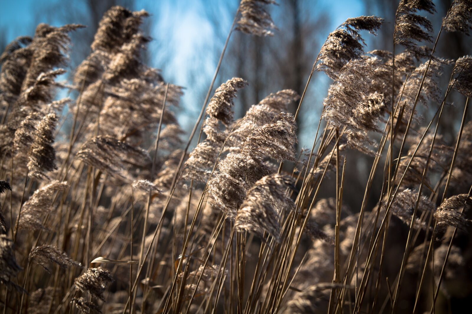 Canon EOS 100D (EOS Rebel SL1 / EOS Kiss X7) sample photo. Reed, water, landscape photography