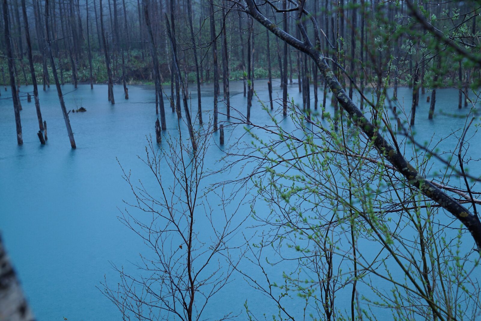 Sony a7S sample photo. Blue pond, hokkaido, flooded photography