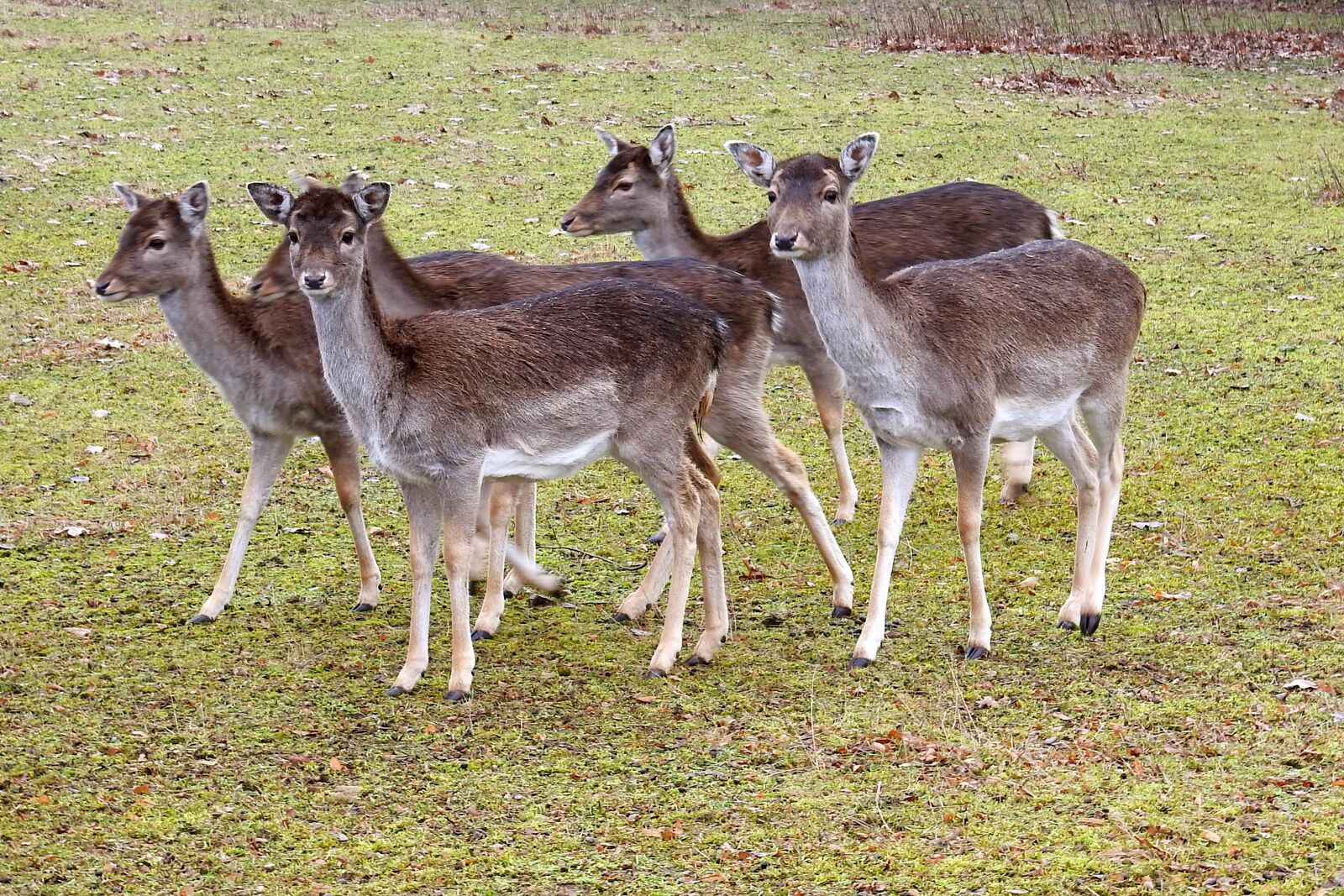 Nikon Coolpix P900 sample photo. Deer, forest, fallow deer photography