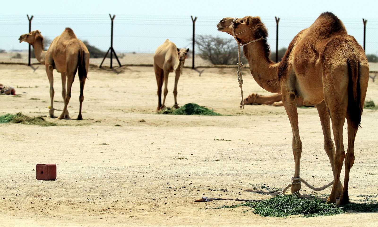 Canon EOS 7D sample photo. Camel, desert, qatar photography