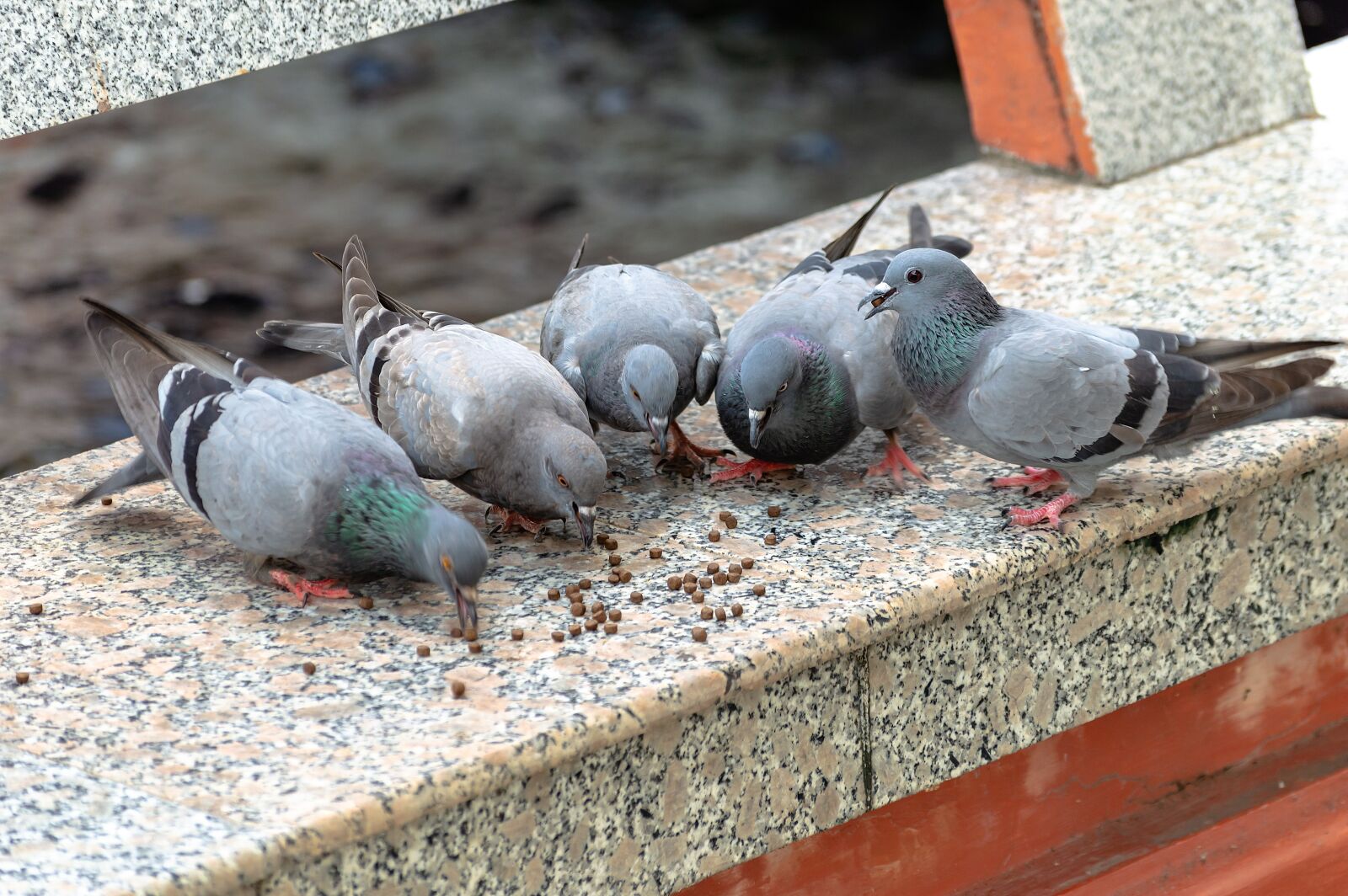 Nikon D3200 sample photo. Dove, white, doves photography