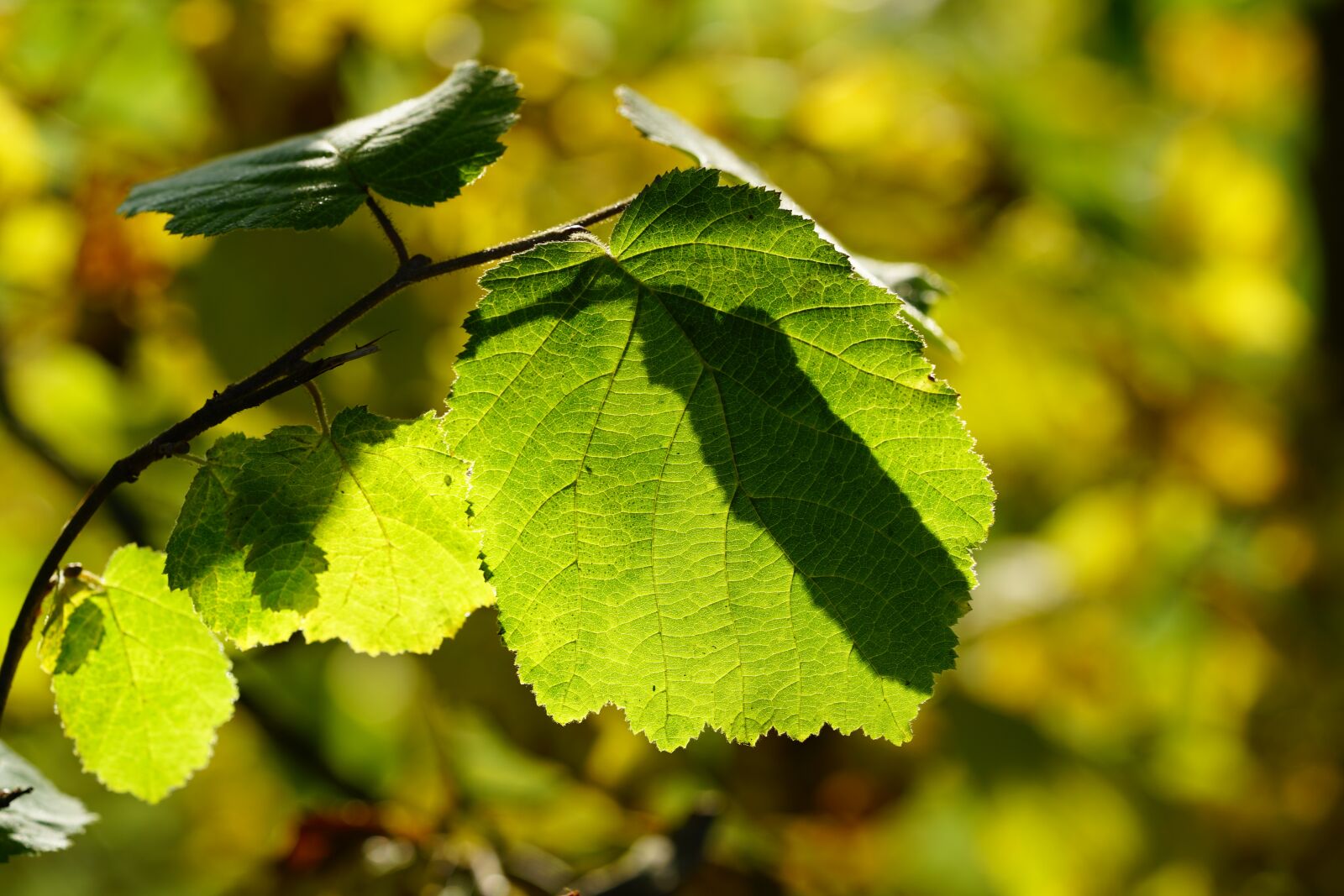 Sony a7R II + Sony FE 90mm F2.8 Macro G OSS sample photo. Hazelnut leaf, leaf, common photography