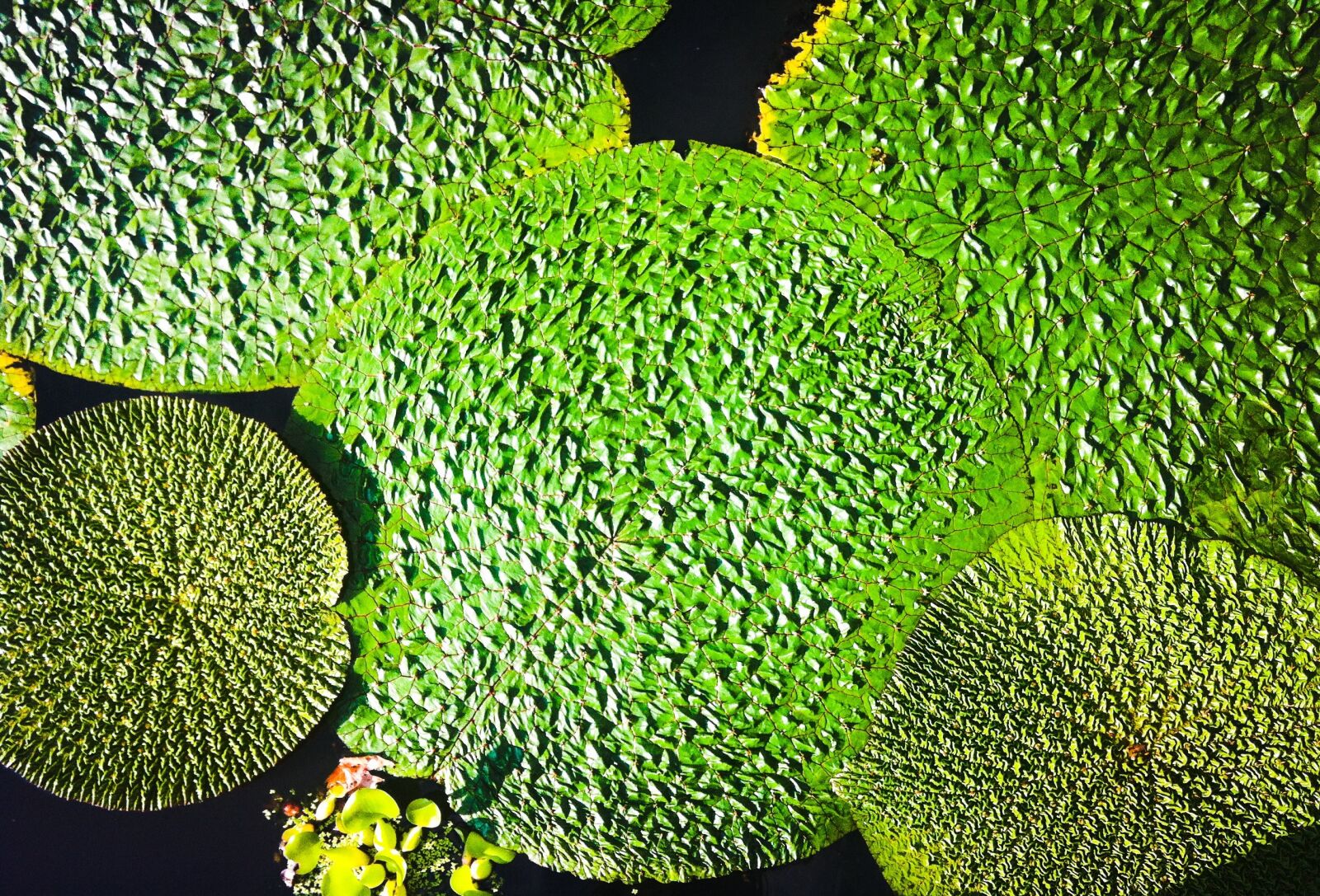 Apple iPhone 4 sample photo. Plant, waterlilies, aquatic plants photography