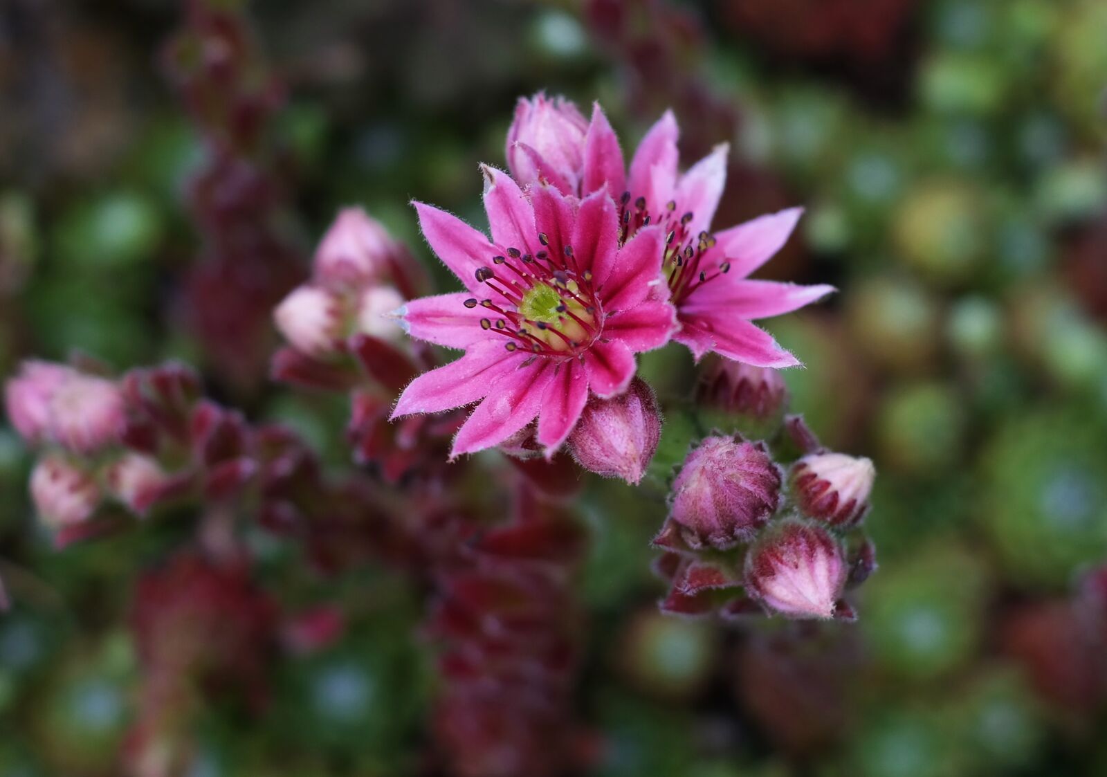 Samsung NX300M sample photo. Houseleek, blossom, bloom photography