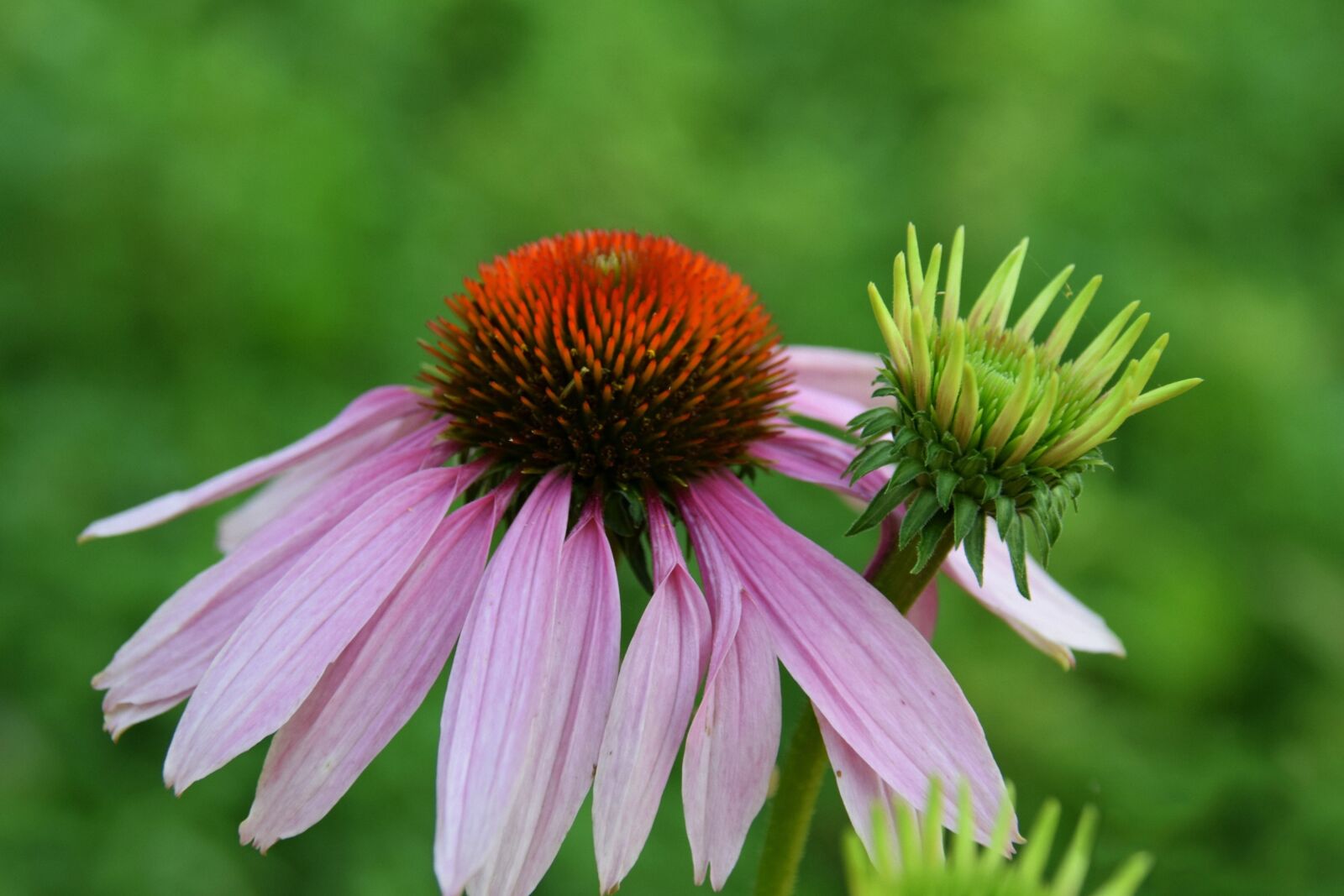 Nikon D5300 sample photo. Flower, petals, plant photography