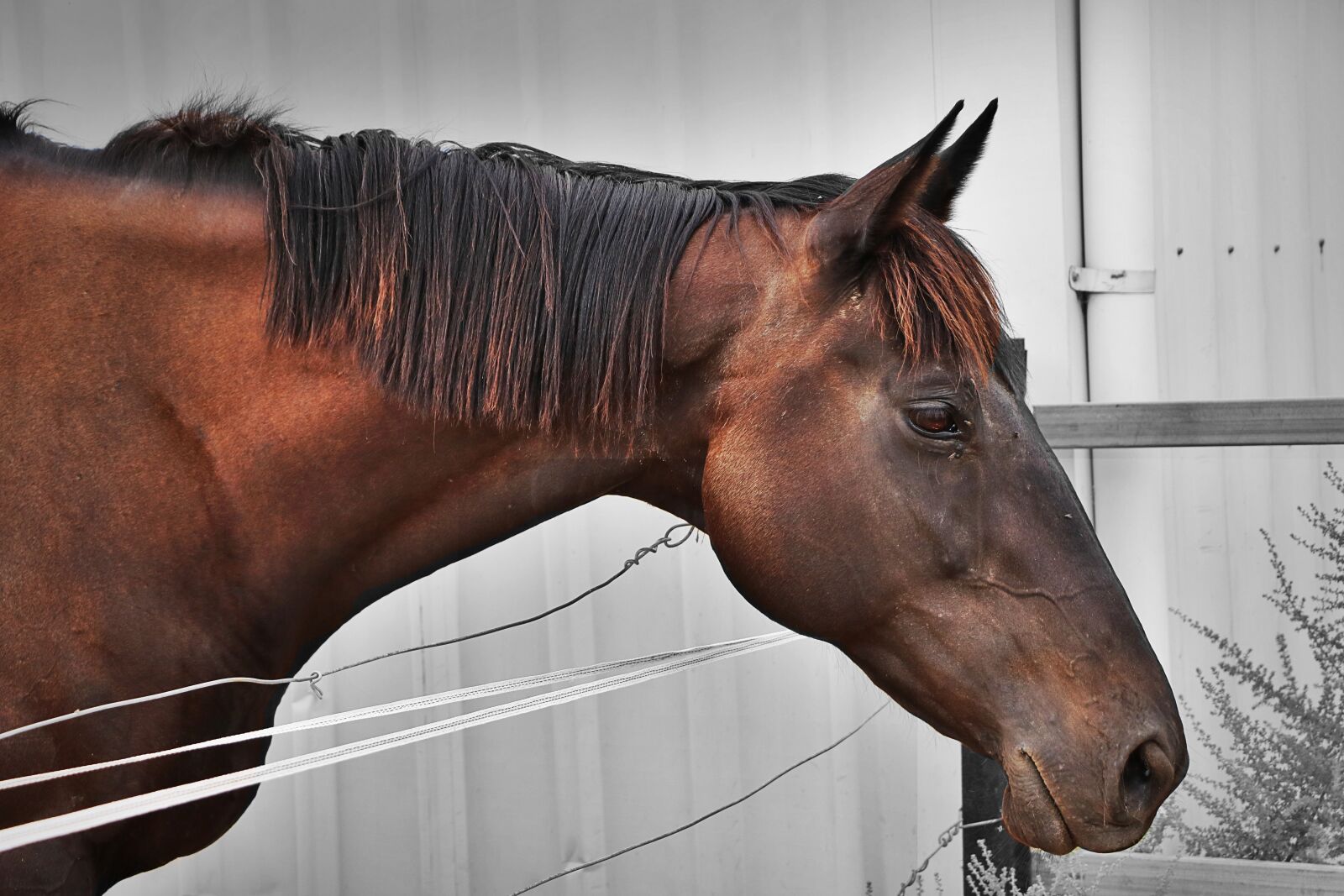 Canon EOS 750D (EOS Rebel T6i / EOS Kiss X8i) sample photo. Horse, animal, equine photography