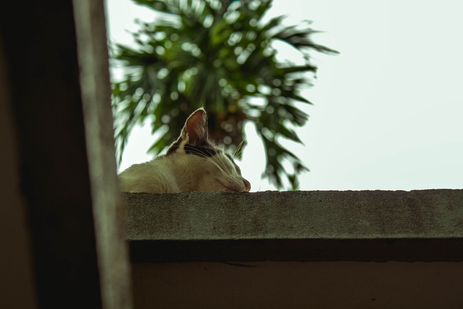 Canon EOS 1300D (EOS Rebel T6 / EOS Kiss X80) sample photo. Cat, catnap, lazy, sleeping photography