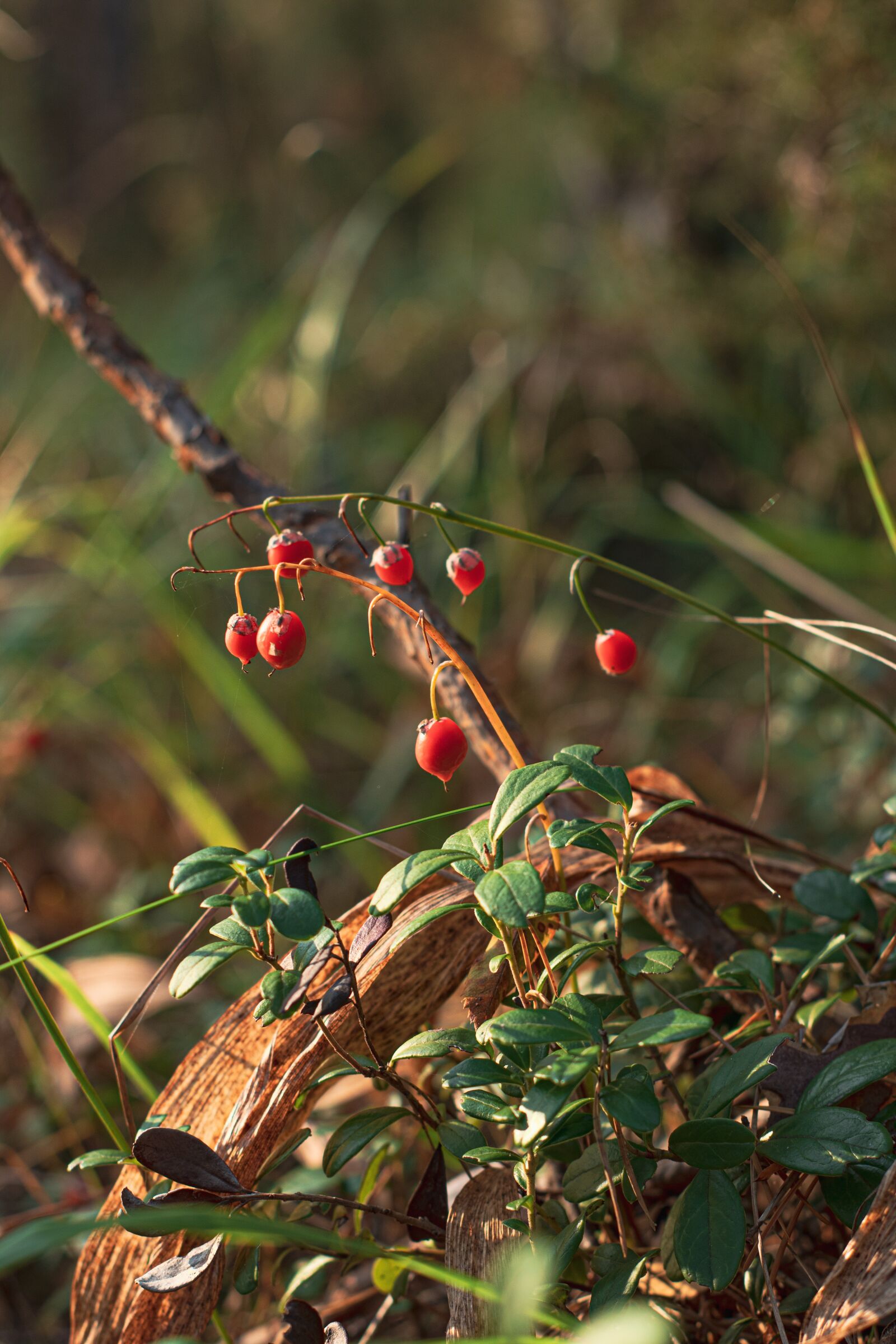 Canon EOS 200D (EOS Rebel SL2 / EOS Kiss X9) sample photo. Berries, plants, convallaria majalis photography