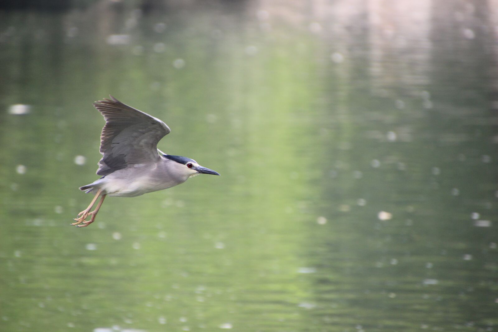Canon EOS 600D (Rebel EOS T3i / EOS Kiss X5) sample photo. Night heron, flying, water photography