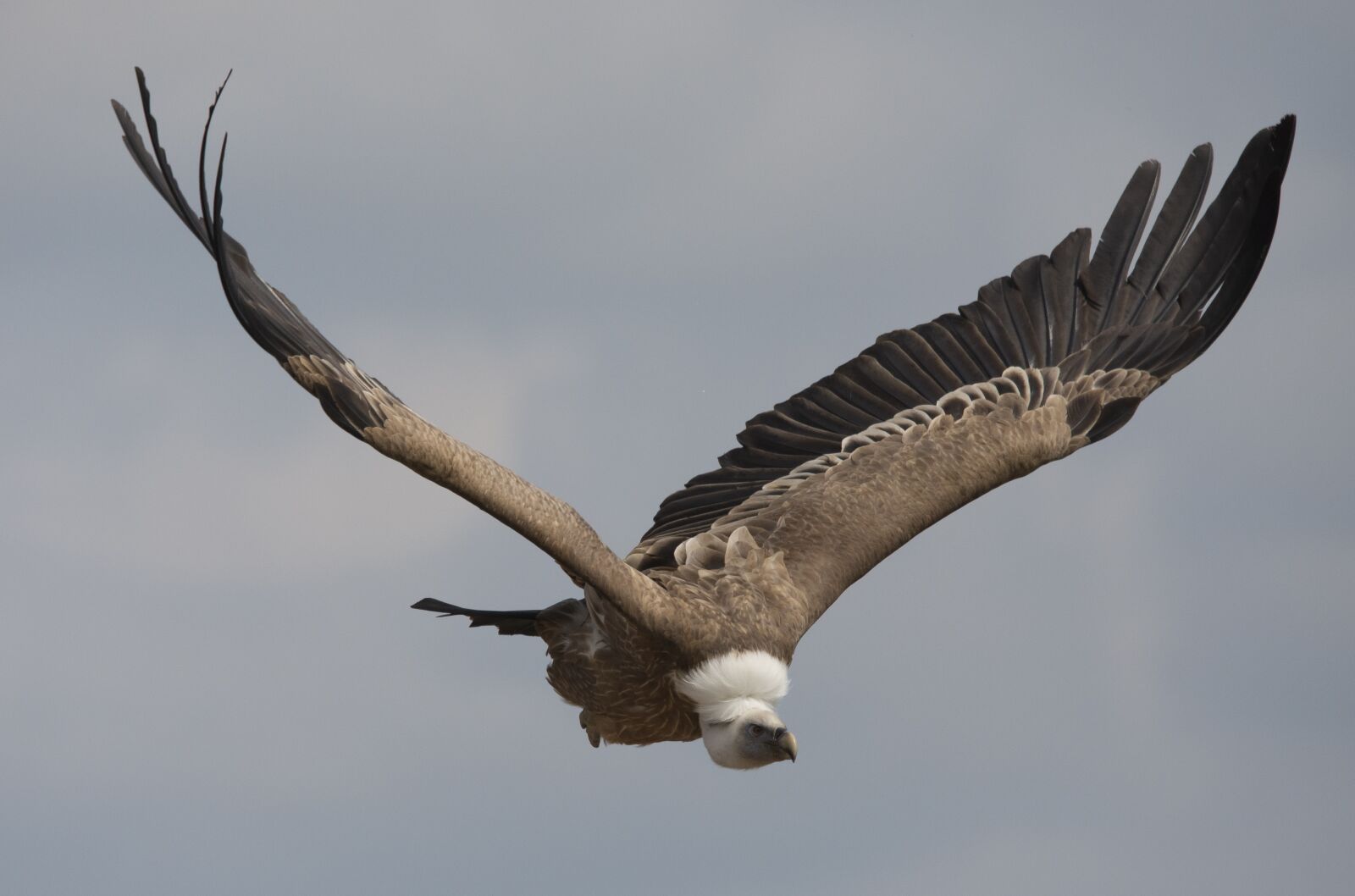 Nikon D7200 sample photo. Vulture, bird of prey photography