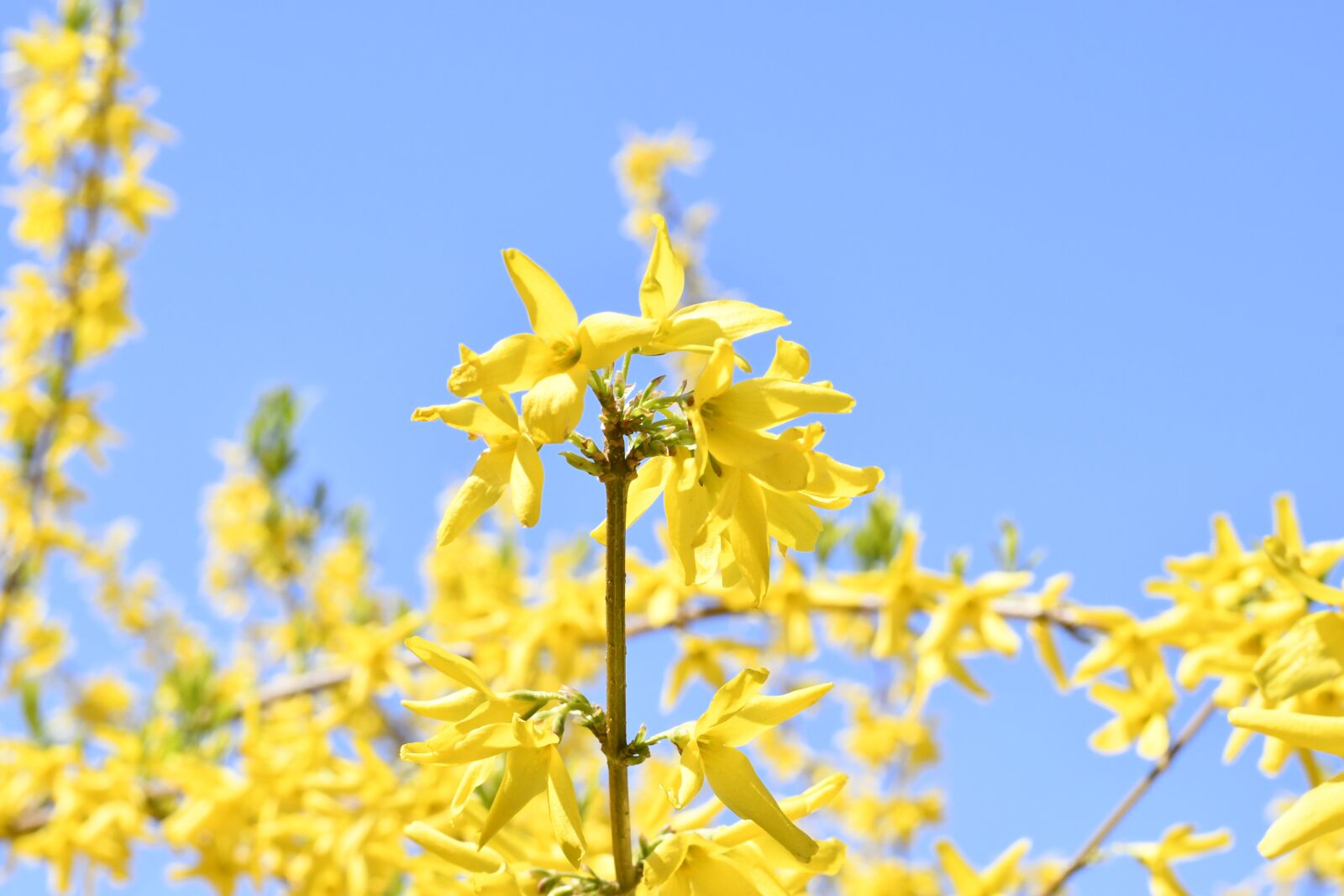 Nikon D7500 sample photo. Spring, flowers, blue sky photography