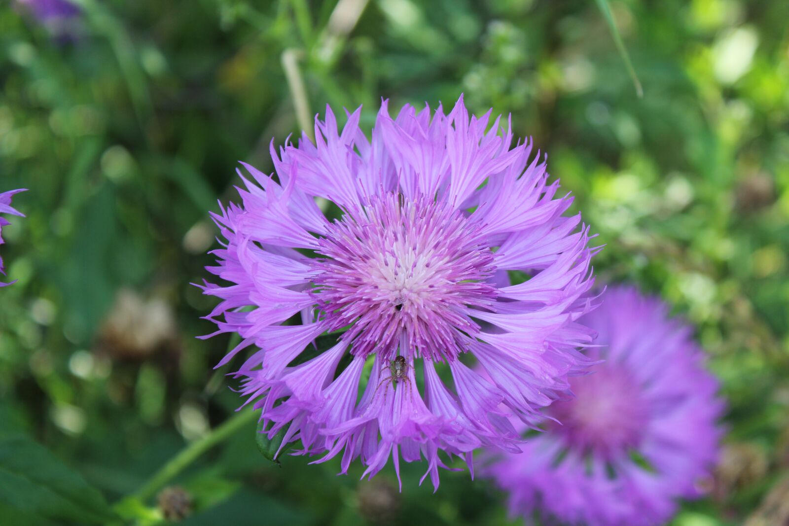 Canon EOS 1300D (EOS Rebel T6 / EOS Kiss X80) sample photo. Macro, flower, purple flower photography