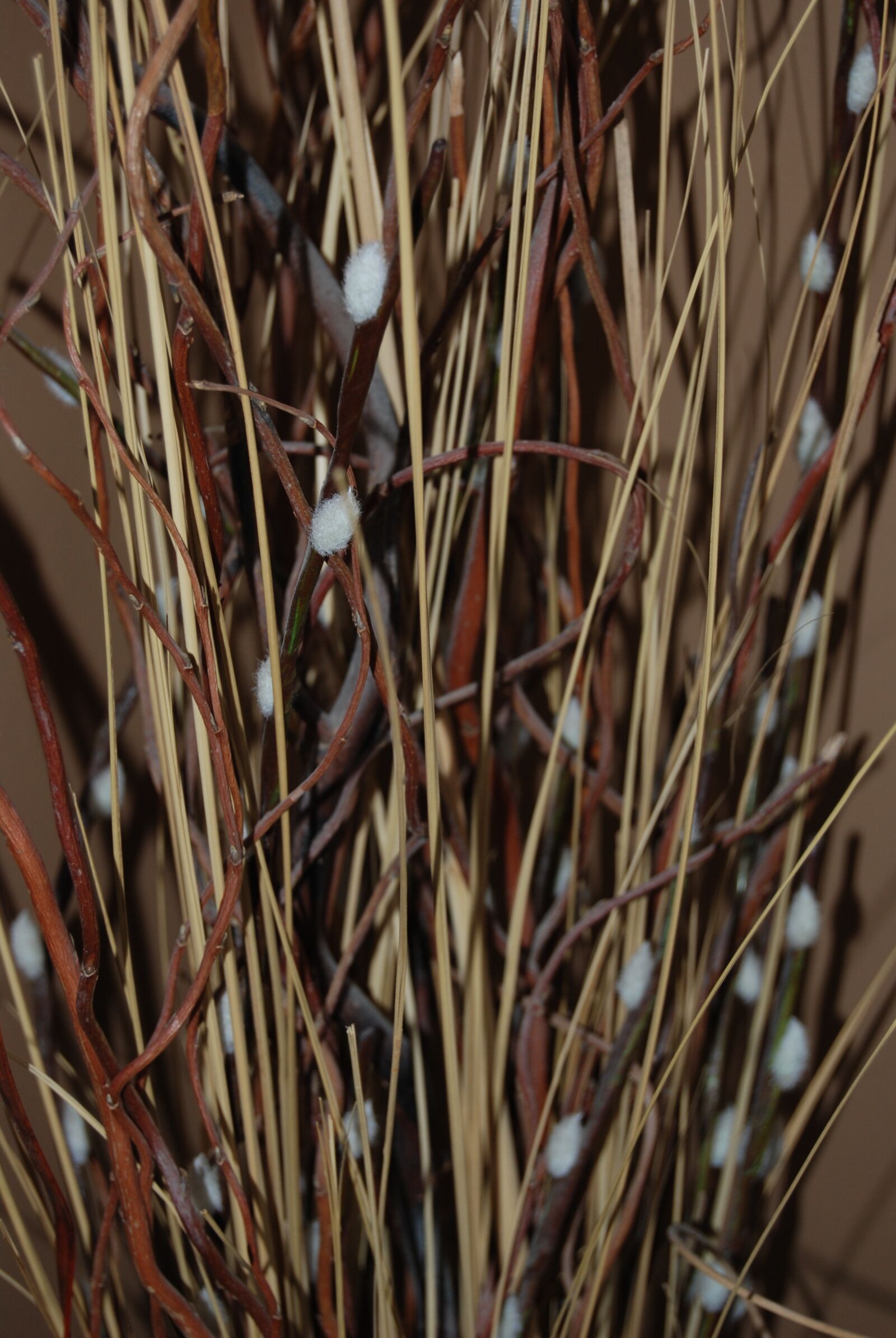 Nikon D80 sample photo. Willows, twigs, dried photography