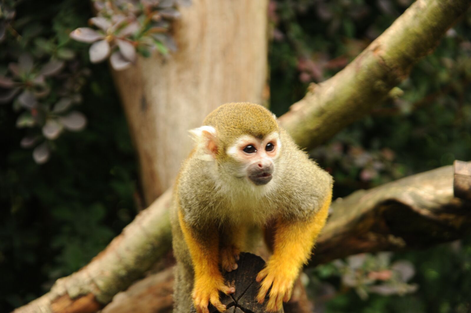 Nikon D700 sample photo. Squirrel monkey, monkey, cute photography
