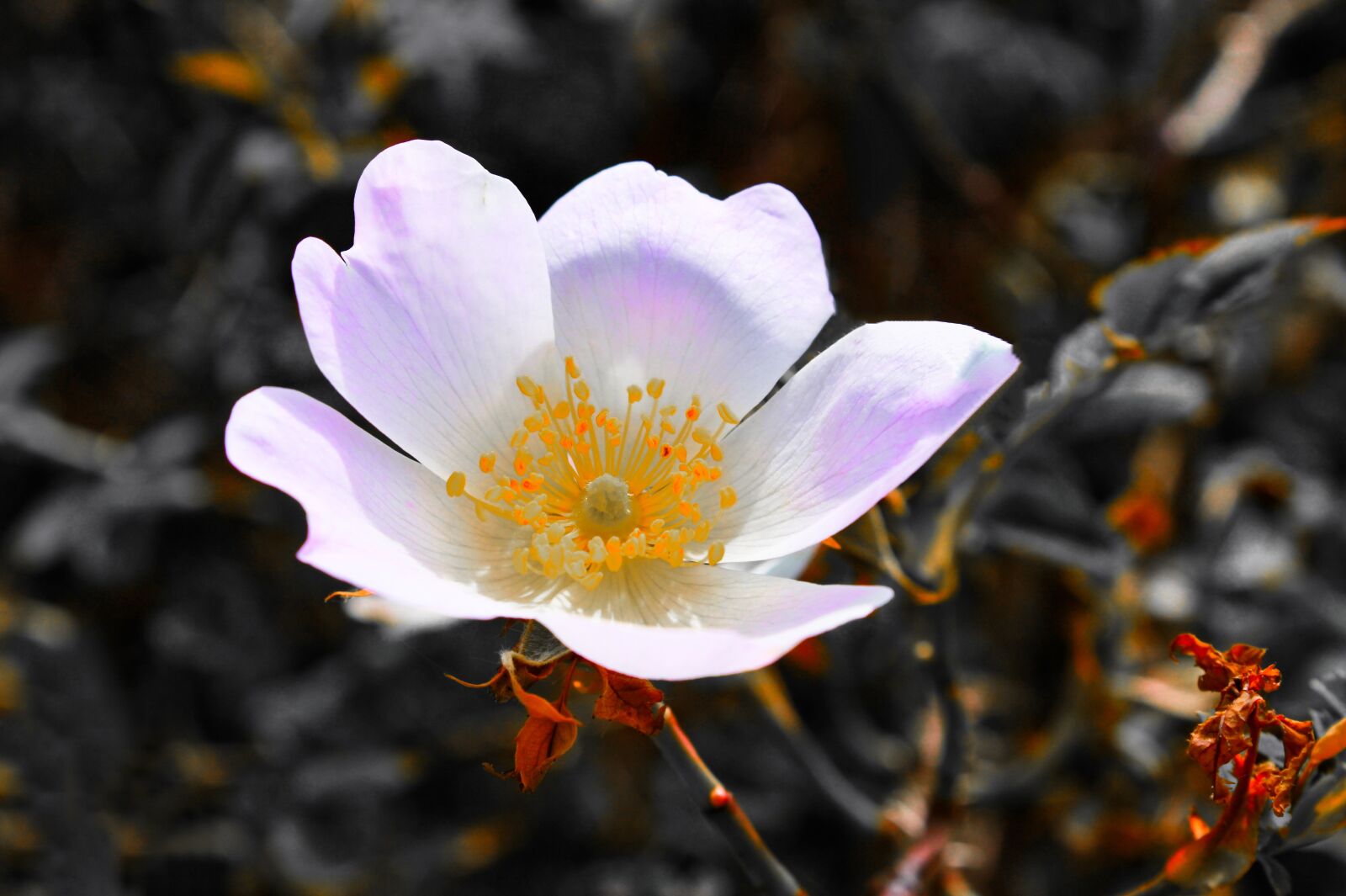Canon EOS 2000D (EOS Rebel T7 / EOS Kiss X90 / EOS 1500D) sample photo. Flower, plant, flower head photography