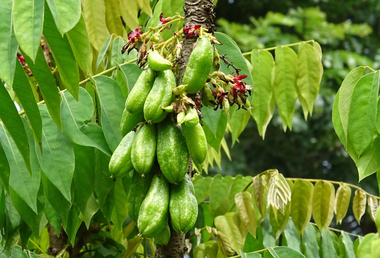Sony DSC-HX60V sample photo. Bilimbi, fruit, flower photography